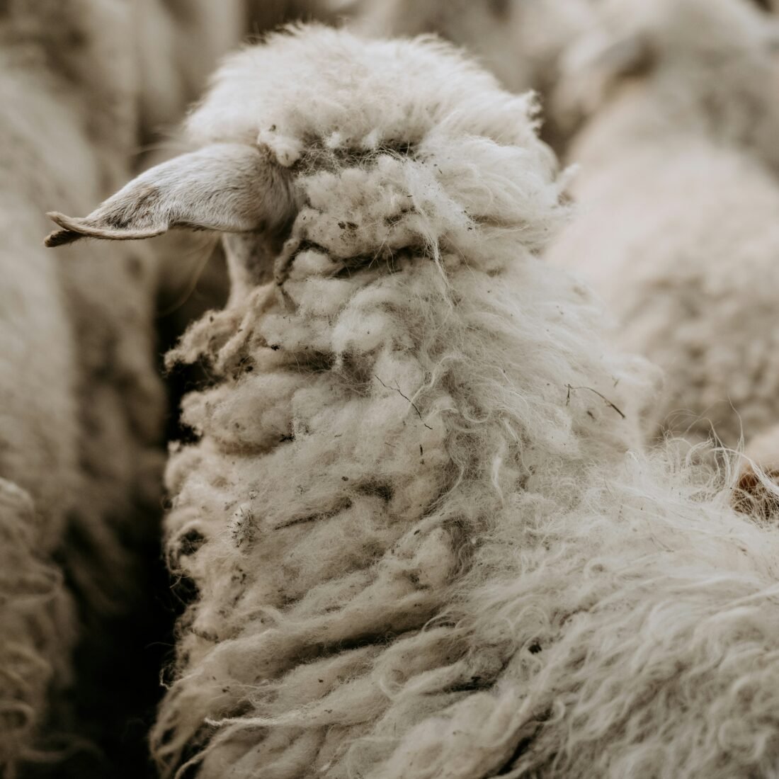 agnieszka-stankiewicz--NIu6gS1wDs-unsplash (1)